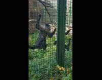 Guy play with monkey jade ball part 1