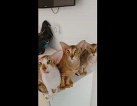 Three oriental cats head moving together