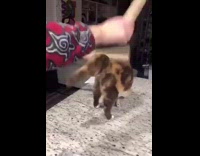 Collab BitchMP - Cat drum paper towel rolls meow