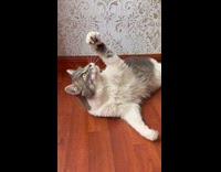 Cat play and fight with other cats