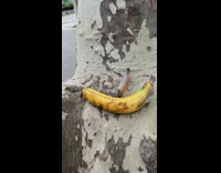 Banana next to marijuana pipe in tree