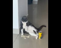 Cat sit on floor beside can and dominoes