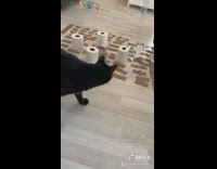 Cat food bowl sticky paper tape 