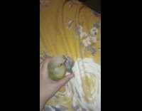 Bird dance when gets pet yellow bed 