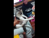 Cat gets rat plushie for Christmas