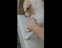 Man Pats Dog and Pats Him Back