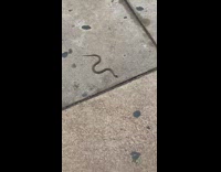 Guy steps on small snake in subway station