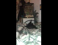 Black dog approach then shoot out snot