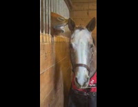 Horse whispers into another horses ear 