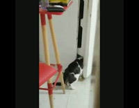 Black white cat head in refrigerator kitchen 