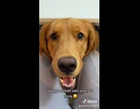 Girl watches videos with dog on lap 