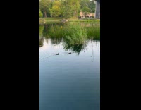 Two ducklings swim in the pond park