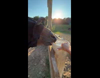 Horse learning to drink from post
