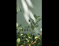 Spider tries catching spotted lanternfly at backyard