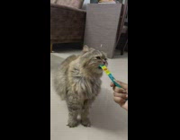 Cat licks and eats yogurt from straw