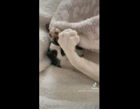 Cat plays with orange cat tail