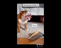 Choose your Italian bulldog dog red bandana 