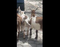 Man walking pet goats on leash