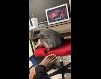 Raccoon tries to steal drink white cup