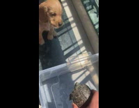 Small brown puppy dog barks at turtle 