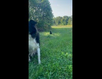 Cat bird and dog are friends walking