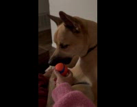 Dog ignores owner giving his favorite toy