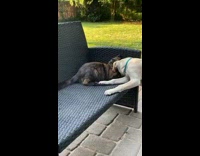 Pet cat plays with pet dog on the backyard