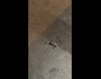 Collab WINY - Lady Shows Fierce Still Crab on Street