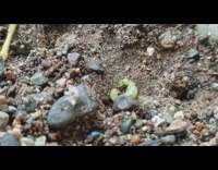 Ants attack small green caterpillar on dirt