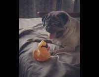 pug barking at dog continuously on bed 