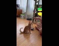 Man gives treat cat for sit challenge