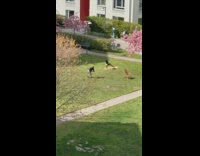 Camera revolves around girl bend yoga pose