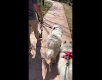Big fluffy dog walks with booty shaking
