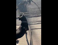 Black dog walks staring at neighborhood 