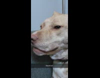 Pet dog yawns and produces short sound