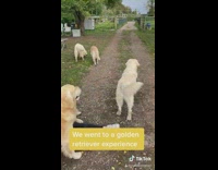 golden retriever experience farm tiktok