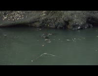 Platypus plays swirly whirly on the river