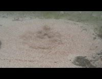 Natural spring water source sand move underwater