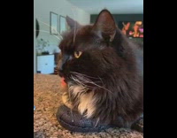 Black white cat tongue lays oven mitt 