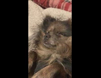 Small brown dog sleeps on back bed 
