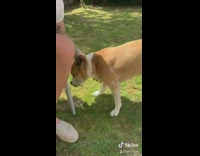 Brown dog drinks blue slushy from cup 