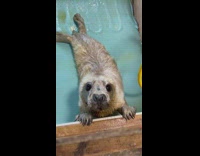 Baby seal inside of blue and wooden box 