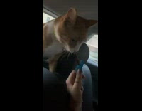 Girl gives orange cat treat in car 