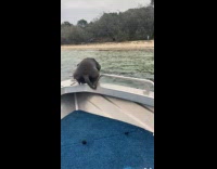 Black dog rides boat jumps to swim