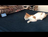 Cat tries to catch fish on video