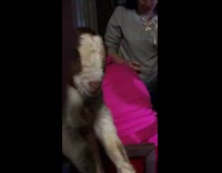 Guy brings goat to party goat screams and cries