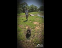 Raccoon swims in pond 