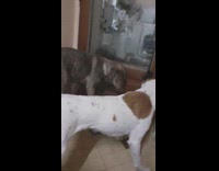 Gray dog try to hump other dog