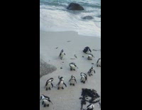 Penguin walk towards other penguins at beach