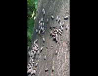Collab WINY - Tree trunk with spotted lanternfly infestation park